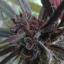 Haze X Kali China Feminizada (Ace Seeds)
