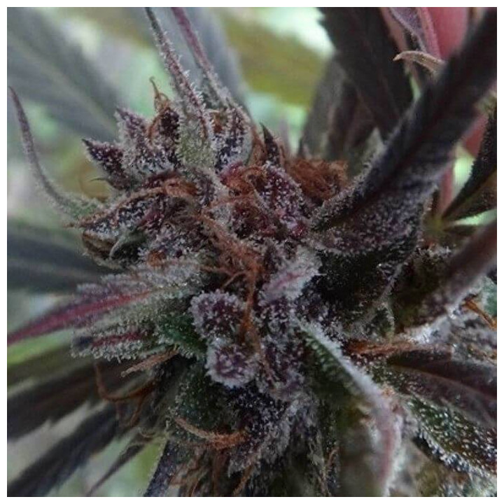 Haze X Kali China Feminizada (Ace Seeds)