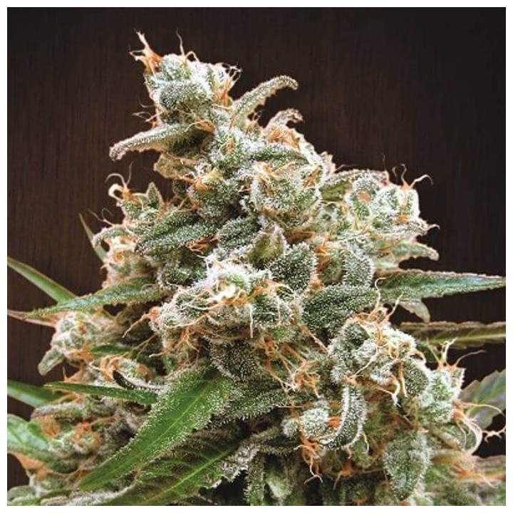 Nepal Jam Feminizada  (Ace Seeds)