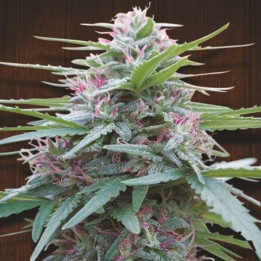 Panama Feminizada (Ace Seeds)