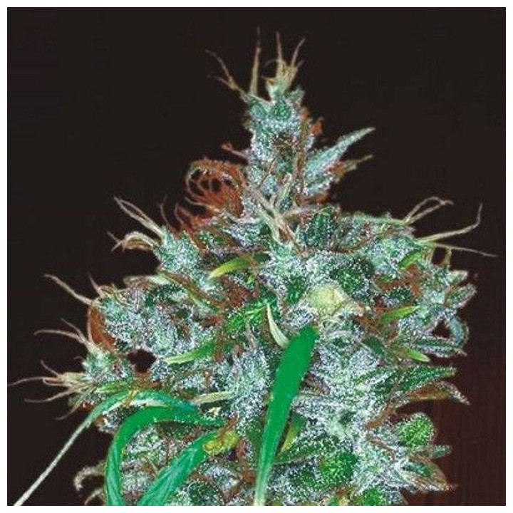 Panama Haze Feminizada (Ace Seeds)