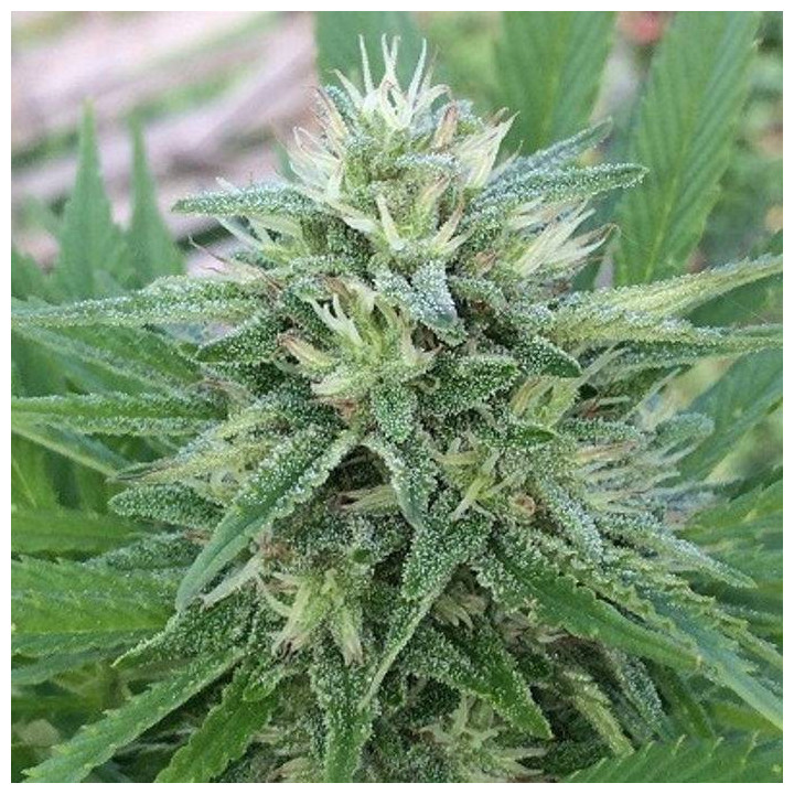 Panama x Bangi Haze Feminizada (Ace Seeds)