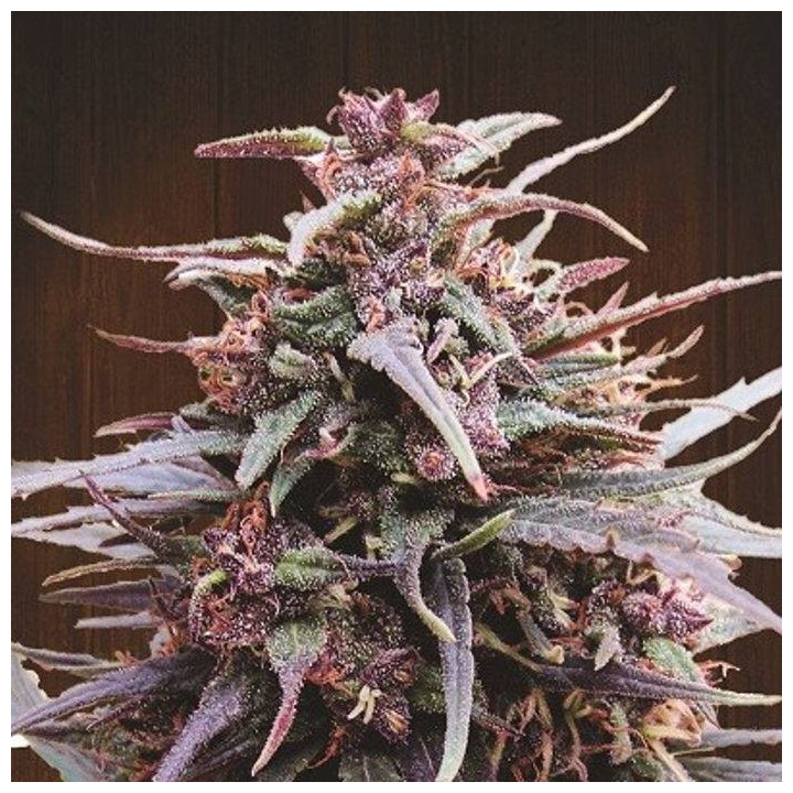 Purple Haze x Malawi Feminizada (Ace Seeds)
