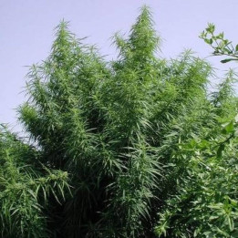 Tropical Mix Feminizada (Ace Seeds)