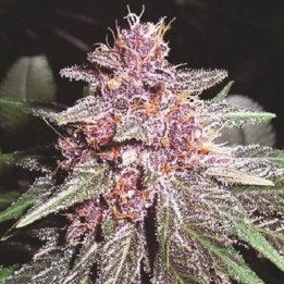 Violeta Feminizada (Ace Seeds)