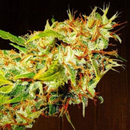 Zameldica Feminizada (Ace Seeds)