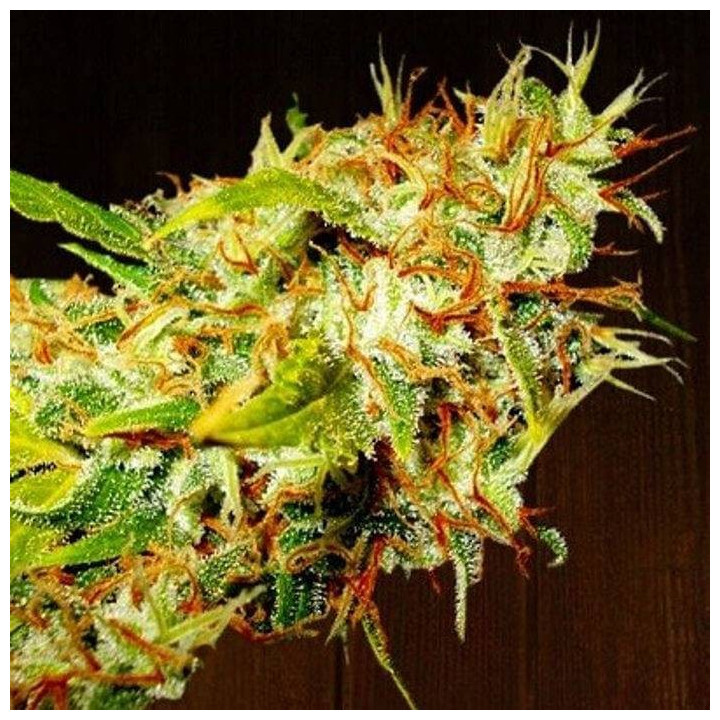 Zameldica Feminizada (Ace Seeds)
