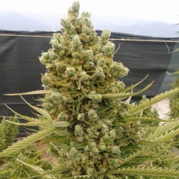 Auto Malawi x Northern Lights Feminizada (Ace Seeds)