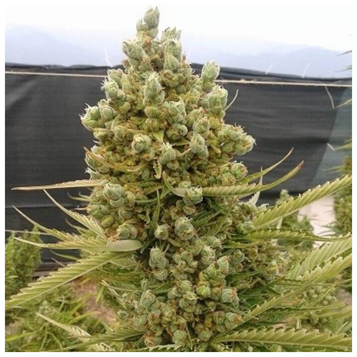 Auto Malawi x Northern Lights Feminizada (Ace Seeds)