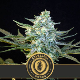 Guanabana (Blimburn Seeds)