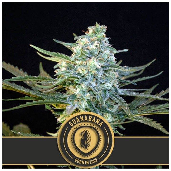 Guanabana (Blimburn Seeds)