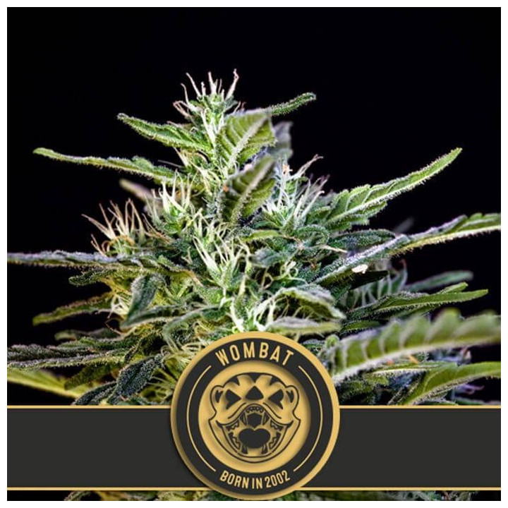 Wombat (Blimburn Seeds)