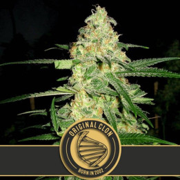 Original Clon (Blimburn Seeds)