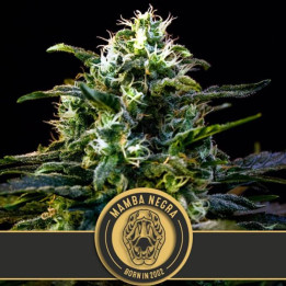 Mamba Negra (Blimburn Seeds)