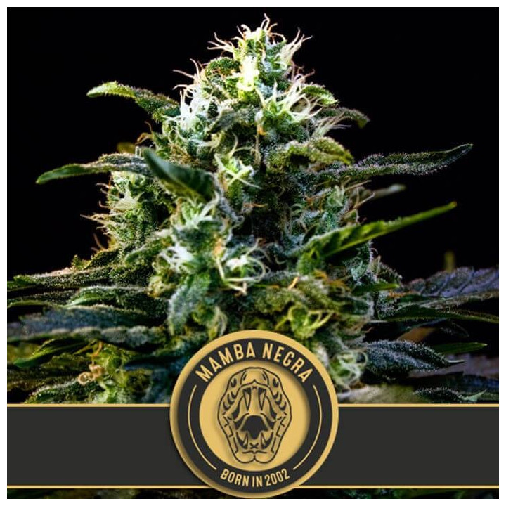 Mamba Negra (Blimburn Seeds)