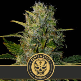 Santa Muerte (Blimburn Seeds)