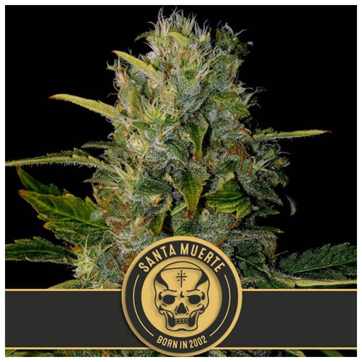 Santa Muerte (Blimburn Seeds)