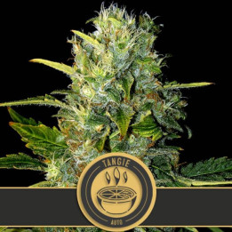 Tangie Auto (Blimburn Seeds)