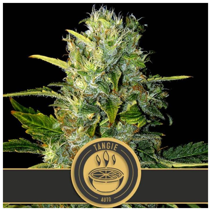 Tangie Auto (Blimburn Seeds)