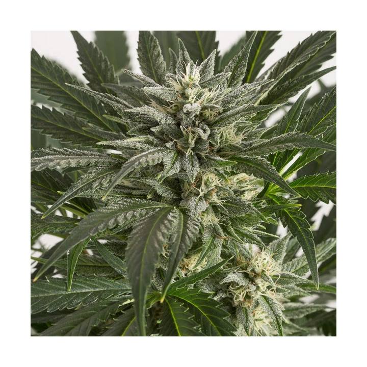 Blue Critical Auto (Dinafem)