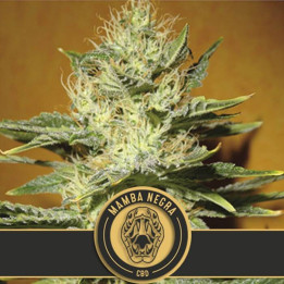 Mamba Negra CBD (Blimburn Seeds)