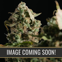 Zombie Death Fuck (Blimburn Seeds)