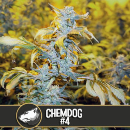 Chemdog 4 (Blimburn Seeds)