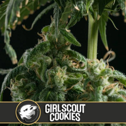 Girl Scout Cookies (Blimburn Seeds)
