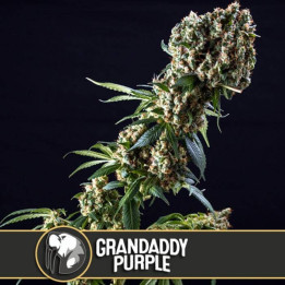 Grandaddy Purple (Blimburn Seeds)