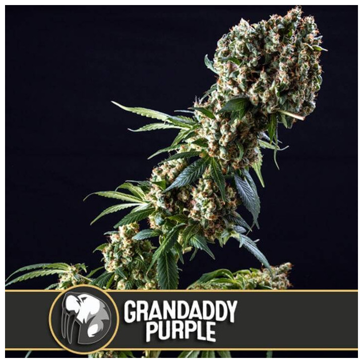 Grandaddy Purple (Blimburn Seeds)