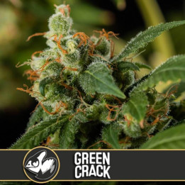 Green Crack (Blimburn Seeds)