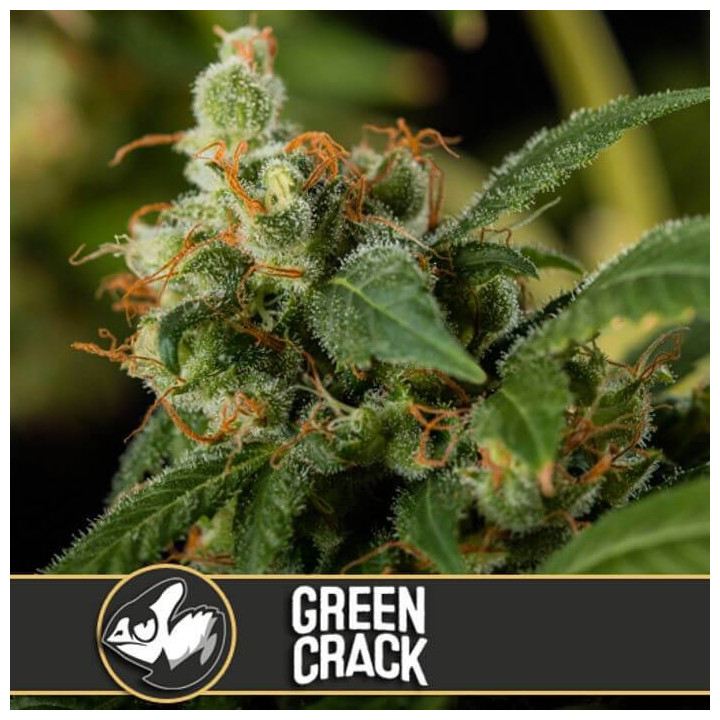 Green Crack (Blimburn Seeds)