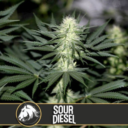 Sour Diesel (Blimburn Seeds)
