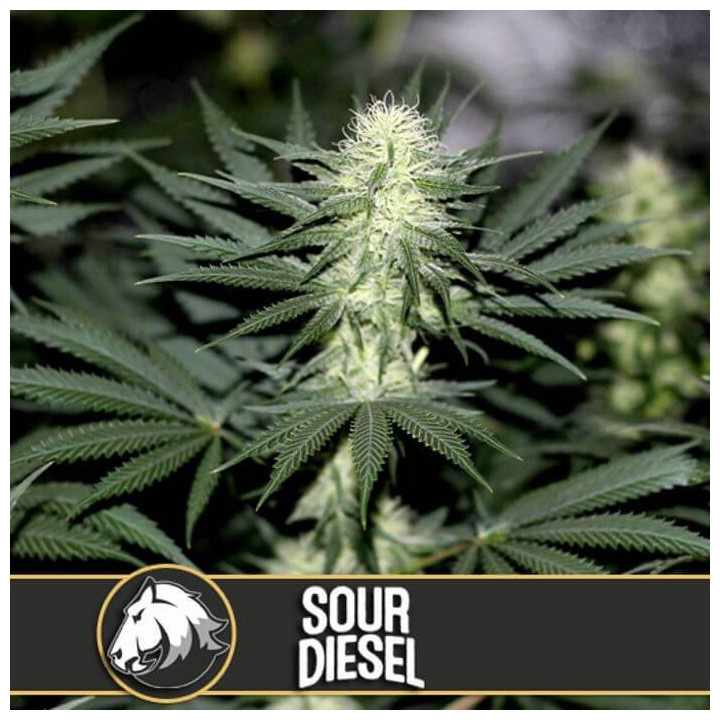 Sour Diesel (Blimburn Seeds)