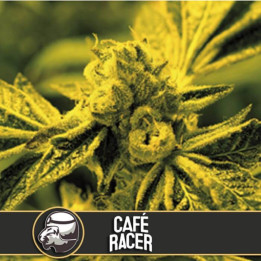 Café Racer (Blimburn Seeds)
