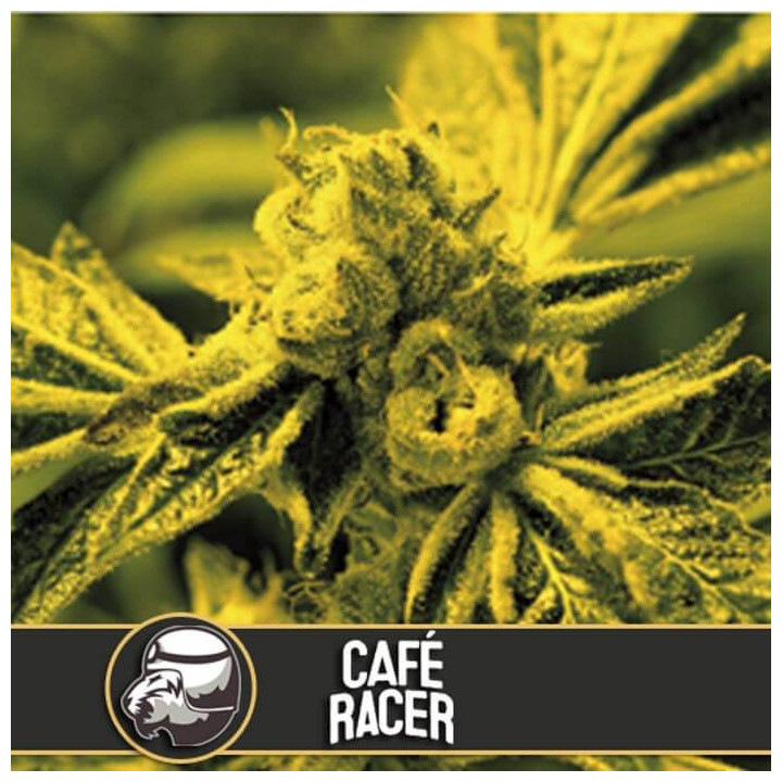 Café Racer (Blimburn Seeds)