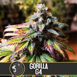 Gorilla G4 (Blimburn Seeds)