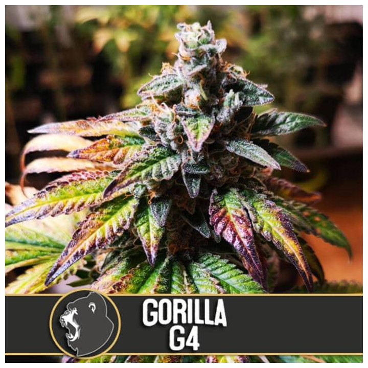 Gorilla G4 (Blimburn Seeds)