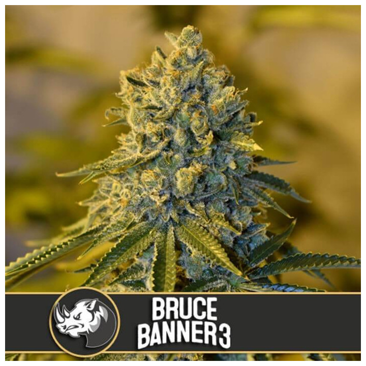 Bruce Banner 3 (Blimburn Seeds)