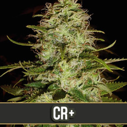 CR+ (Blimburn Seeds)