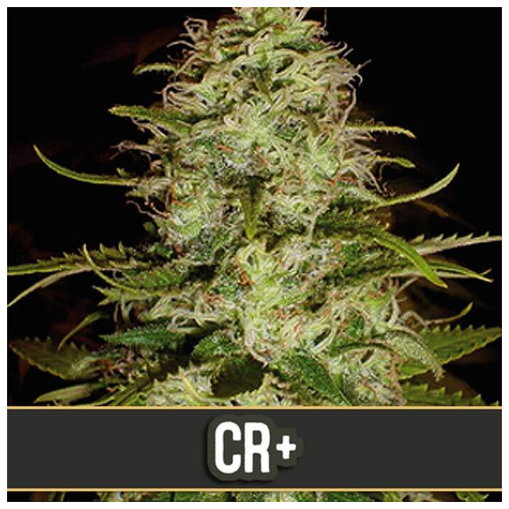 CR+ (Blimburn Seeds)