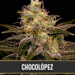 Chocolópez (Blimburn Seeds)