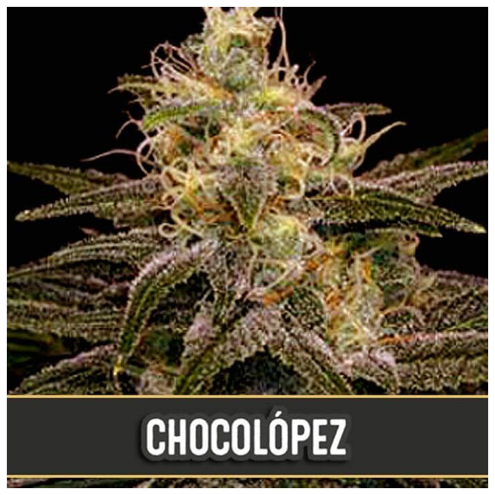 Chocolópez (Blimburn Seeds)