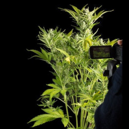 Blue Critical Auto (Dinafem)