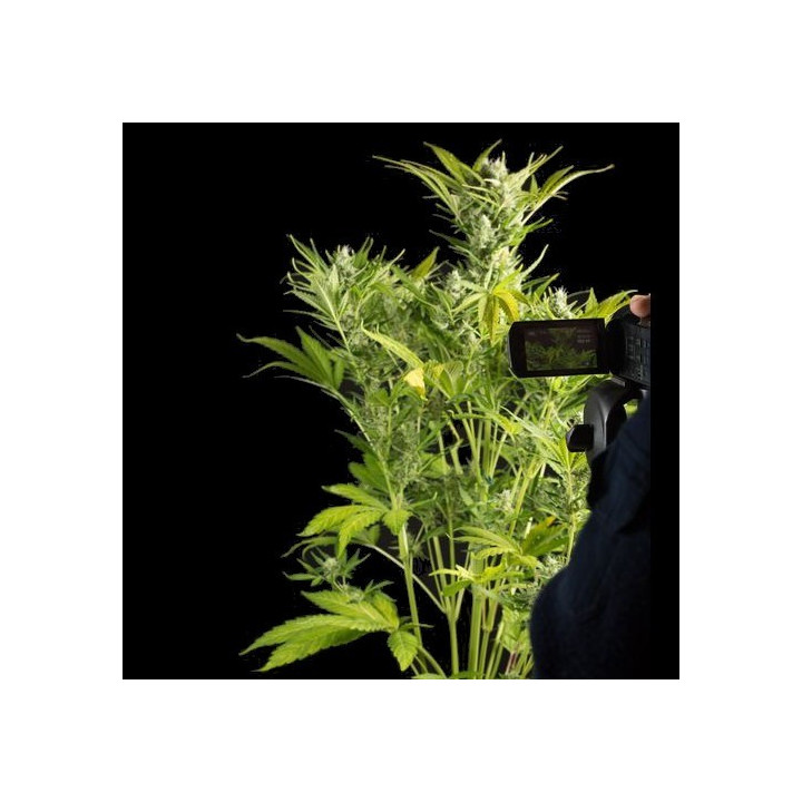 Blue Critical Auto (Dinafem)