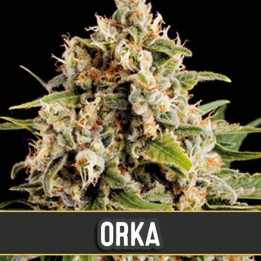 Orka (Blimburn Seeds)
