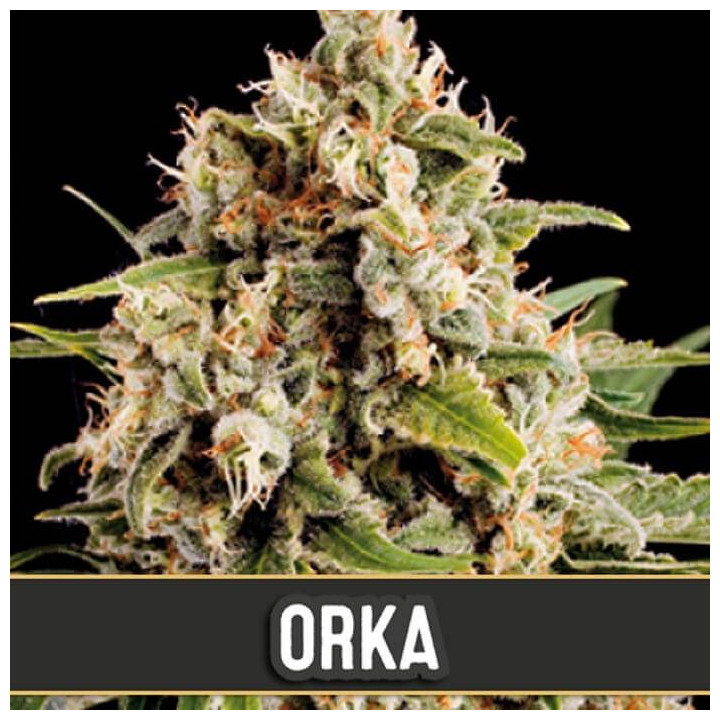 Orka (Blimburn Seeds)