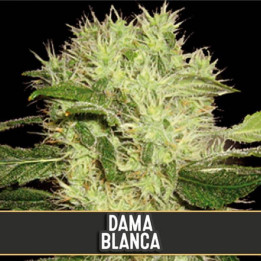 Dama Blanca (Blimburn Seeds)