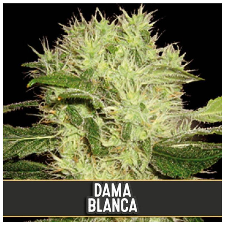 Dama Blanca (Blimburn Seeds)