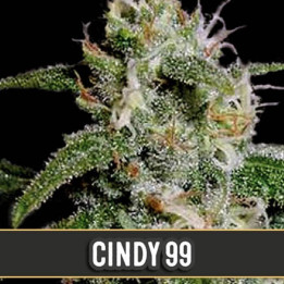 Cindy 99 (Blimburn Seeds)